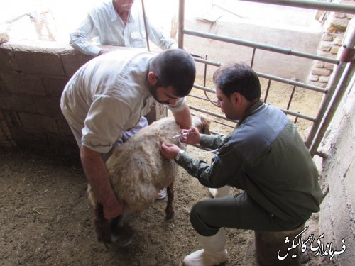 واکسیناسیون دام های روستای ینقاق در مقابل بیماری بروسلوز ( تب مالت)