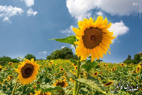 کاشت بیش از 376 هکتار آفتابگردان در شهرستان گالیکش