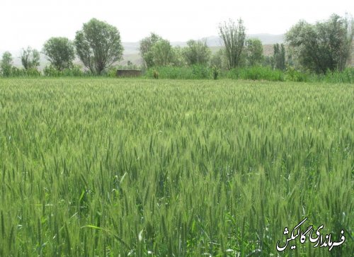 کشت 1271 هکتار گندم تکثیری در شهرستان گالیکش