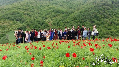 پنجمین جشنواره شقایق‌های استان گلستان در روستای «پادلدل» گالیکش برگزار شد.