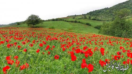 پنجمین جشنواره شقایق‌های استان گلستان در روستای «پادلدل» گالیکش برگزار شد.