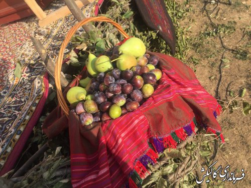 سومین «جشنواره آلو و امرود» روستای فارسیان شهرستان گالیکش برگزار شد