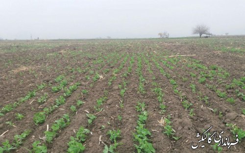 ارتباط موثر کارشناسان مروج مسئول پهنه‌های تولیدی با کشاورزان ثمربخش است