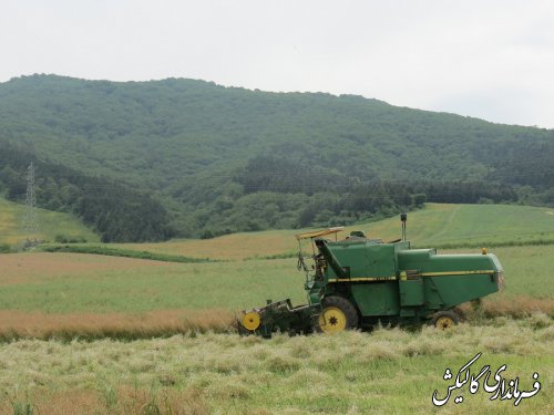 آغاز برداشت محصول کلزا در اراضی کشاورزی شهرستان گالیکش 