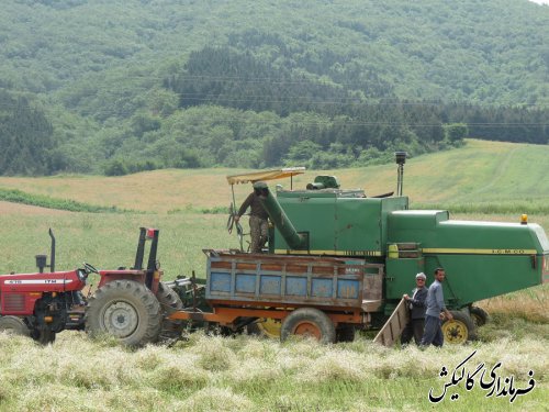 آغاز برداشت محصول کلزا در اراضی کشاورزی شهرستان گالیکش 
