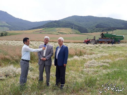 آغاز برداشت محصول کلزا در اراضی کشاورزی شهرستان گالیکش 