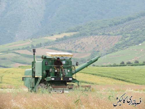 آغاز برداشت محصول کلزا در اراضی کشاورزی شهرستان گالیکش 