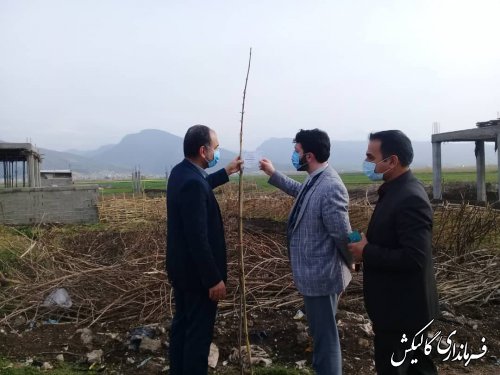 بازدید فرماندار گالیکش از طرح نهال کاری "هر ایرانی یک نهال" در روستای میرزاپانگ