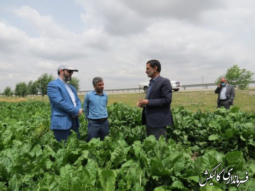 بازدید فرماندار گالیکش بهمراه بخشدار مرکزی و مدیر جهاد کشاورزی شهرستان از مزارع کشاورزی بخش مرکزی 