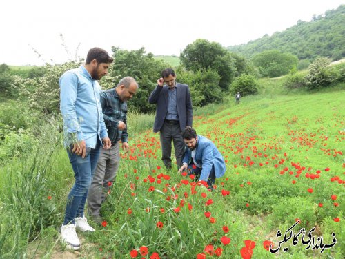 بازدید فرماندار گالیکش بهمراه بخشدار مرکزی و مدیر جهاد کشاورزی شهرستان از مزارع کشاورزی بخش مرکزی 