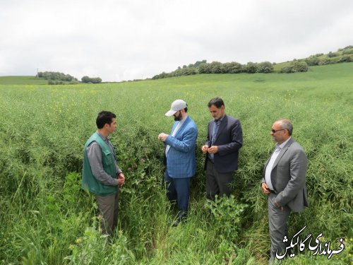 بازدید فرماندار گالیکش بهمراه بخشدار مرکزی و مدیر جهاد کشاورزی شهرستان از مزارع کشاورزی بخش مرکزی 