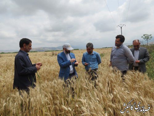 بازدید فرماندار گالیکش بهمراه بخشدار مرکزی و مدیر جهاد کشاورزی شهرستان از مزارع کشاورزی بخش مرکزی 