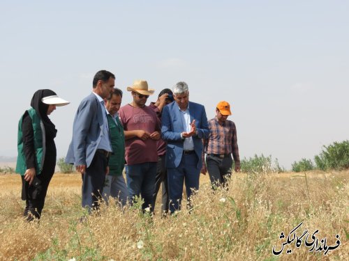 برداشت سیاهدانه در مزارع شهرستان گالیکش آغاز شد