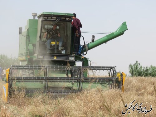 برداشت سیاهدانه در مزارع شهرستان گالیکش آغاز شد