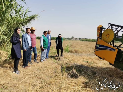 برداشت سیاهدانه در مزارع شهرستان گالیکش آغاز شد