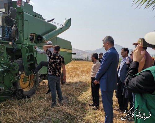 برداشت سیاهدانه در مزارع شهرستان گالیکش آغاز شد