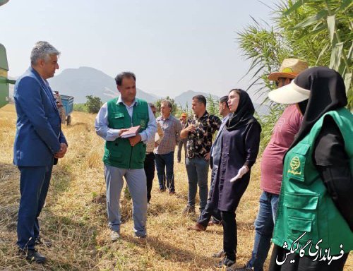 برداشت سیاهدانه در مزارع شهرستان گالیکش آغاز شد