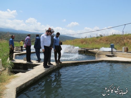 بازدید فرماندار گالیکش از دو مزرعه پرورش ماهی قزل‌آلا در شهرستان