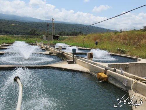 بازدید فرماندار گالیکش از دو مزرعه پرورش ماهی قزل‌آلا در شهرستان