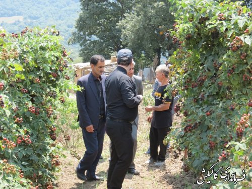 آغاز برداشت تمشک در تنها مزرعه گردشگری تمشک بدون خار در شرق گلستان 