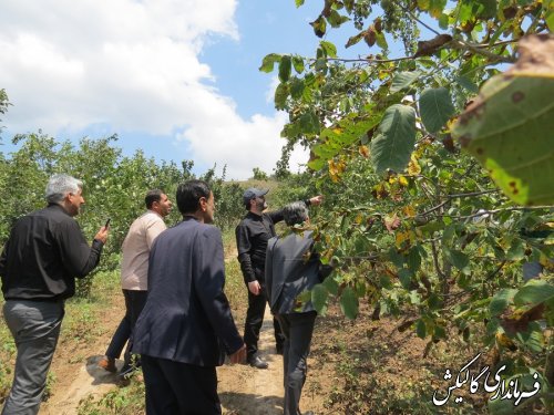 ۹۵۰ هکتار از اراضی شهرستان گالیکش به باغداری اختصاص دارد