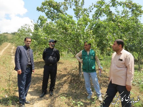 ۹۵۰ هکتار از اراضی شهرستان گالیکش به باغداری اختصاص دارد