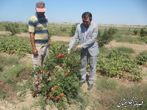 تغییرالگوی کشت راهکاری برای توسعه "کشاورزی"