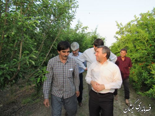 بازدید فرماندار گمیشان از باغ انار در روستای آرخ بزرگ