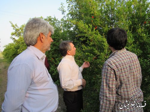 بازدید فرماندار گمیشان از باغ انار در روستای آرخ بزرگ