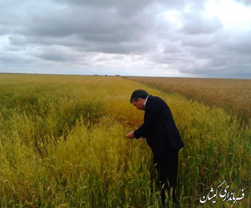 بازدید فرماندار گمیشان از سطح مزارع شهرستان