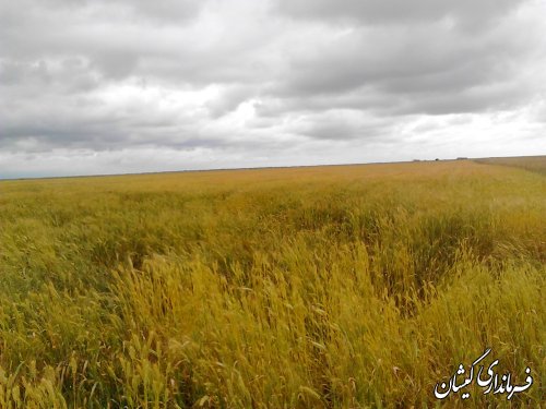 بازدید فرماندار گمیشان از سطح مزارع شهرستان