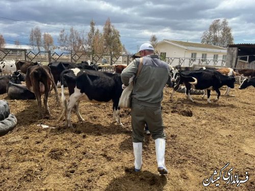 رزمایش جهادی دامپزشکی گلستان در شهرستان گمیشان