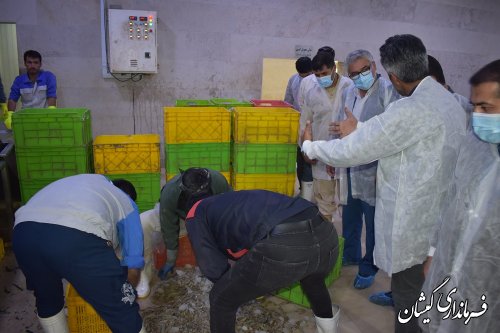 بازدید فرماندار گمیشان از مجتمع عمل آوری میگو کاسپین